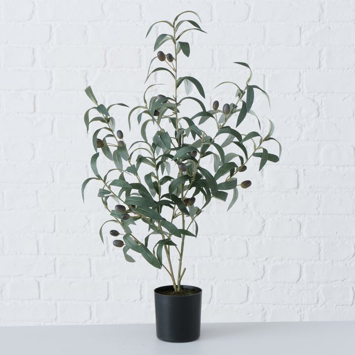 2006279 Olivafa dekorációs növény "k"